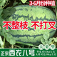 Xinong No. 8 Watermelon Seeds Extra Large Stable Yield Lazy Man Giant Watermelon Seeds Extra Sweet Fruit in Spring and Summer Four Seasons Xinong No. 8 Watermelon Seeds Planted from March to June Select Good Seeds Buds Germinate New Seeds Approximately 250