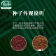 Shouhe Cat grass seed seedlings Soil cultivation Hydroponic cat snack seeds Weiyu Zhongshou cat grass (wheat grass) seed 1050g