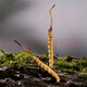 Cordyceps sinensis en las áreas tibetanas, el primer rastrojo de nieve en la primera etapa de los nuevos Cordyceps secos en las áreas tibetanas, varias especificaciones de cajas de regalo de alta calidad para regalos. 0,4 gramos de cordyceps en áreas tibetanas, con un total de 100 piezas de cordyceps en áreas tibetanas