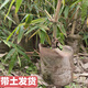 Bamboo seedlings, fruit, bamboo shoots, Yunnan Bori's sweet dragon bamboo shoots, bamboo shoots that can be eaten raw when they are planted, five sweet bamboo seedlings