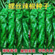 Spicy Spicy Pepper Seeds, Golden Spicy Green Peppers, Pig Intestine Chili Seeds, Potted Vegetable Seeds for Garden Fields and Balconies, Spicy Spicy Peppers, Early Mature Large Fruits, Approximately 100 capsules, 1 pack