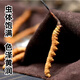 
Authentic Cordyceps sinensis 50 gift boxes Cordyceps high-quality authentic Ganzi Tibetan dry goods Cordyceps gift boxes Authentic Tibetan area 2 pieces one gram Cordyceps authentic Cordyceps 20 grams