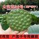 New space lotus No. 36 lotus root seedlings, high-yielding lotus seed lotus seeds, lotus root seedlings, edible fruit lotus seed seeds, pond planting, 50 selected lotus root seedlings with buds, purebred first-generation seedling belt