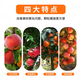 Qiusi yellowing one-spreading Qingwo fruit tree one withdrawing clearing citrus citrus navel orange yellowing repair agent medium amount of element Feifeng 1000g 4 bags