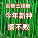 This year's new spicy long-line pepper seeds Erjingtiao 8819 line pepper seeds are planted in spring and autumn. About 400 carefully selected seeds 8819 line pepper seeds
