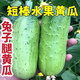 Rabbit leg fruit type authentic fruit cucumber short stick melon seeds field sowing early maturity in spring and autumn carefully selected 1 pack of about 50 seeds