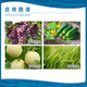 Lanyuesulon 0.1% Thidiazuron grape cucumber melon expansion regulator growth regulator 100g 100g