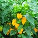 Hainan yellow lantern seeds Chaotian pepper peppers are very spicy, very spicy, special potted plants of death, yellow lanterns, yellow devil peppers, 98% germination rate, lazy people must plant them, 1 pack 198
