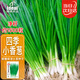 Ldeal ideal agriculture four-season shallot seeds balcony potted vegetable seeds shallot seeds about 1500 capsules