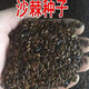 1278 people collect sea buckthorn and rich in nutrients. Sea buckthorn tree fruit tree seeds are cold-resistant and drought-resistant fruit tree perennial. Sea buckthorn seeds are 100 grains.