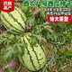 Xinong No. 8 Watermelon Seeds Extra Large Stable Yield Lazy Man Giant Watermelon Seeds Extra Sweet Fruit in Spring and Summer Four Seasons Xinong No. 8 Watermelon Seeds Planted from March to June Select Good Seeds Buds Germinate New Seeds Approximately 250
