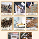 高海拔冬虫夏草正品头期干货虫草3根/克  2根/克多种规格高档礼盒 那曲虫草3根一克50条送同款1根