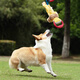 GiGwi dog toy pull-tug tug-of-war plush rubber toy bite-resistant pet toy speaks out