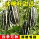 Yimizhu early-maturing thin-skinned rock sugar melon seeds, crispy, sweet and delicious cantaloupe seeds, high-yielding fruits for spring and autumn vegetable planting, rock sugar melon seeds 100 capsules *1 pack + fertilizer