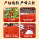 Beijing Tongrentang [Especial y premium] Red Wolfberry 40 pequeñas bolsas de Wash Free Dragon Boat Festival Regalos de regalo Paquete de regalo Packaging independiente