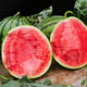 Northern Vegetable Kirin Watermelon Seed New Varieties Lazy Man Southern Meidu Watermelon Seed Rock Sugar Kirin Melon Seed 50 capsules