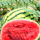 Yuhenong Xinong No. 8 watermelon seed seedlings with soil seedlings are suitable for southern large watermelon seeds. Sweet lazy man watermelon seeds 50 capsules 2 bags