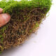 Simulated filamentous moss green micro landscape layout fake lawn fish tank landscaping rockery stone bonsai landscaping pavement dark yellow green 30g free 25g
