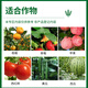 Gramine 40% difenoconazole leaf spot fruit tree vegetable smut watermelon anthracnose pesticide broad-spectrum fungicide