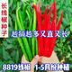 This year's new spicy long-line pepper seeds Erjingtiao 8819 line pepper seeds are planted in spring and autumn. About 400 carefully selected seeds 8819 line pepper seeds