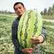 Xiangbin watermelon seeds, Ningxia selenium sand mountain stone melons, sown in all seasons, high yield, thin skin, medium ripe, super sweet, large fruit seeds, Desert No. 1 watermelon seeds 100 original x 10 packs