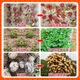Zhaorufeng peanut seed dressing agent, germination and rooting prevention, insect prevention, disease prevention, antibacterial, high-yield coating agent, microbial agent fertilizer, 500g, 40 bottles, whole box special offer (40 packs free)