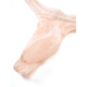 Tong de glaçon de glaçon pour hommes jacquard string transparent sexy-trousers en t personnalité de mode respirante et haute élasticité rose 44-53 Jin [Jin est égal à 0,5 kg]