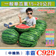Extra large flower skin watermelon seed C929 high quality large fruit red heart Jingxin thin skin high yield base special seed 10g trial pack