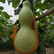 Extra Large Gourd Seeds Extra Large Giant Extra Large Gourds Extra Large Gourd Seeds Dayaya Jumbo Giant Gourd Seeds Extra Large High yield and easy to survive - about 10 seeds 1 pack
