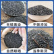 Lianghetang Materiales medicinales chinos salvajes Semillas de cebollina para té de riñón para hombres, vino genuino, tonic y frito, semillas de cebollina comestibles semillas de cebo salvaje de alta calidad 250G
