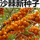 1278 people collect sea buckthorn and rich in nutrients. Sea buckthorn tree fruit tree seeds are cold-resistant and drought-resistant fruit tree perennial. Sea buckthorn seeds are 100 grains.