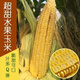 Super sweet fruit corn seeds, big sticks, early maturing, sweet and glutinous, can be eaten raw in the field all year round. Can be eaten raw. Super sweet fruit corn seeds, artificially selected new species, about 51 seeds (1 pack+)