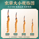 Cordyceps sinensis tibetaner cordycep