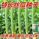 Extra long loofah seeds for all seasons, early maturing snake-shaped loofahs in garden pots, meat and vegetable seeds. The flesh is sweet and tender. Extra long loofah seeds can grow up to 3 meters long. They can be planted all year round. 50 original pieces. 79% people choose it.