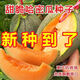 Crisp and sweet cantaloupe four seasons Xinjiang reticulated cantaloupe spring, summer and autumn garden potted fruit new species cantaloupe seeds welfare 1 pack of about 49 pieces