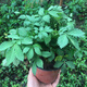 Agrimony seedlings, Agrimony seedlings, Trichosanthes potted medicinal materials, fresh Agrimony plants shipped in pots, 5 plants shipped in pots