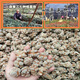 Yunnan Wenshan reines Panax Notoginseng Pulver Extra Wild Authentic Panax Notoginseng Chinesische medizinische Materialien Superfine -Pulver zur Linderung der Muskeln und 250 -g -Versuchspaket 1 (Neue Kundenerfahrung)