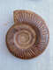 
God-Zhi Trilobite Fossil Pavlov ammonite polished crown trilobite ornament SN4359 1369 Spotted snail fossil Wooden box