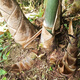 Bamboo seedlings, fruit, bamboo shoots, Yunnan Bori's sweet dragon bamboo shoots, bamboo shoots that can be eaten raw when they are planted, five sweet bamboo seedlings