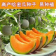 Crisp and sweet cantaloupe four seasons Xinjiang reticulated cantaloupe spring, summer and autumn garden potted fruit new species cantaloupe seeds welfare 1 pack of about 49 pieces