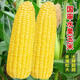 Super sweet fruit corn seeds, big sticks, early maturing, sweet and glutinous, can be eaten raw in the field all year round. Can be eaten raw. Super sweet fruit corn seeds, artificially selected new species, about 51 seeds (1 pack+)