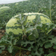 Xiangbin watermelon seeds, Ningxia selenium sand mountain stone melons, sown in all seasons, high yield, thin skin, medium ripe, super sweet, large fruit seeds, Desert No. 1 watermelon seeds 100 original x 10 packs