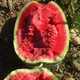 Xiangbin watermelon seeds, Ningxia selenium sand mountain stone melons, sown in all seasons, high yield, thin skin, medium ripe, super sweet, large fruit seeds, Desert No. 1 watermelon seeds 100 original x 10 packs