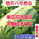 Xinong No. 8 Watermelon Seeds Extra Large Stable Yield Lazy Man Giant Watermelon Seeds Extra Sweet Fruit in Spring and Summer Four Seasons Xinong No. 8 Watermelon Seeds Planted from March to June Select Good Seeds Buds Germinate New Seeds Approximately 250