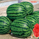 Extra large flower skin watermelon seed C929 high quality large fruit red heart Jingxin thin skin high yield base special seed 10g trial pack