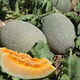 Crisp and sweet cantaloupe four seasons Xinjiang reticulated cantaloupe spring, summer and autumn garden potted fruit new species cantaloupe seeds welfare 1 pack of about 49 pieces