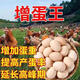 Egg-increasing Bao chicken egg-laying egg Duoduo chicken, duck, goose and poultry general egg-laying Bao quail, pigeon and chicken egg-laying medicine 1 bottle special for poultry egg-laying