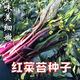 红菜苔种子】正宗红菜心紫红超长油菜苔籽四季种蔬菜种子 红菜苔种子 优选良种4包约800粒