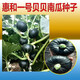 Shanghai Huihe Beibei Pumpkin Seeds Chestnut Flavor, Transport Resistance, Good Taste, Huihe No. 1 Seeds, Disease Resistant and High Yield, 10 capsules