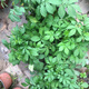 Agrimony seedlings, Agrimony seedlings, Trichosanthes potted medicinal materials, fresh Agrimony plants shipped in pots, 5 plants shipped in pots